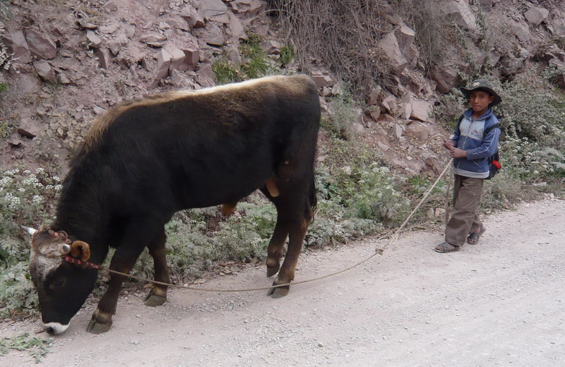 Boy and bull on roadside